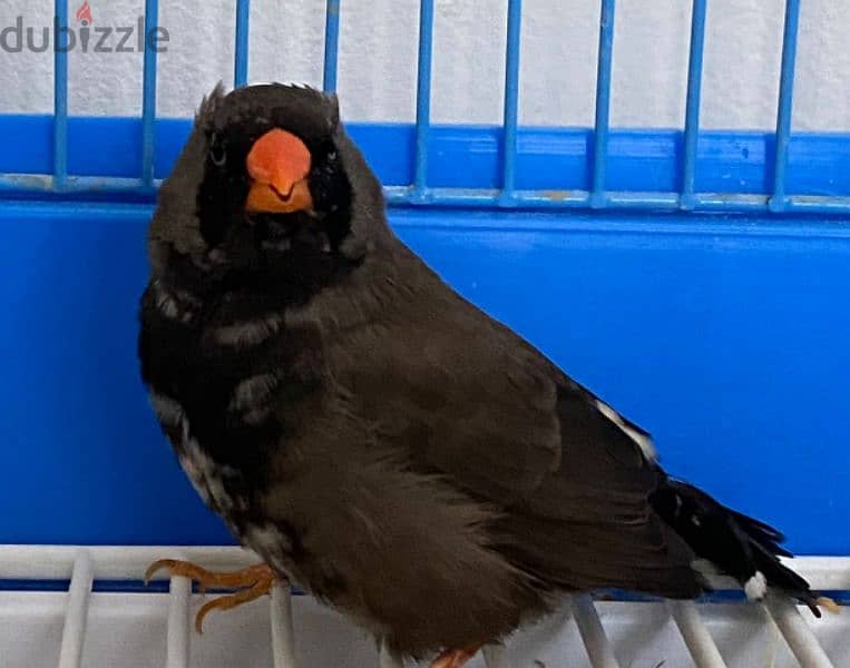 20 Couple Zebra Finches Jambo Size Are Avaliable 6