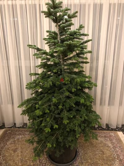 Live Christmas tree