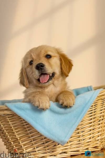 Beautiful Golden Retriever Puppuies Available in Store & Delivery