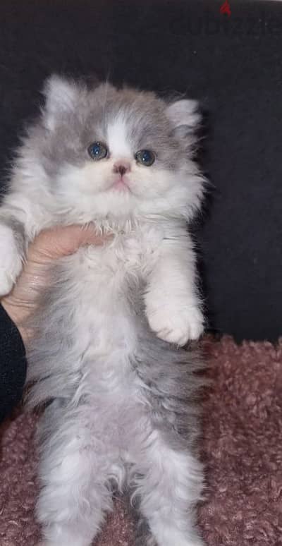 female Persian picky face