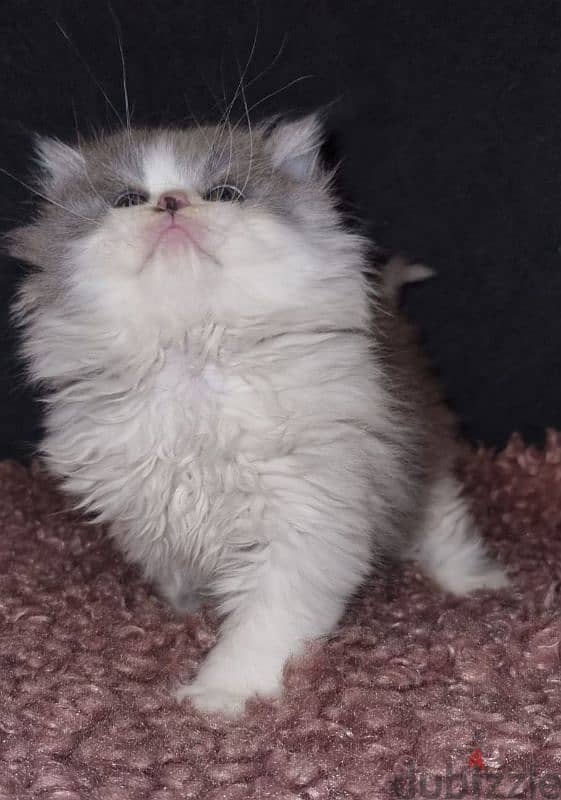 female Persian picky face 2