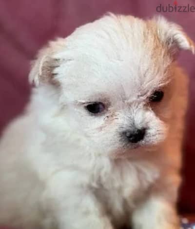 Bichon maltais