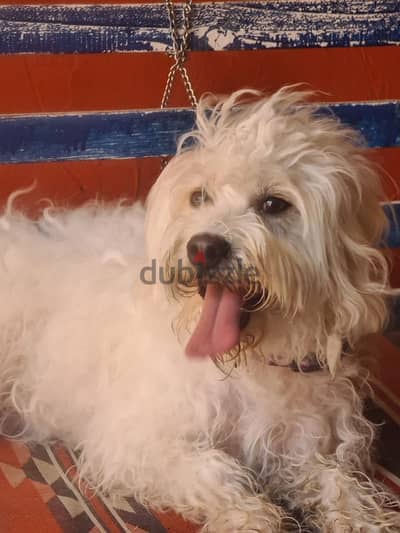 Bichon Maltese  1 year old vaccinated and dewormed