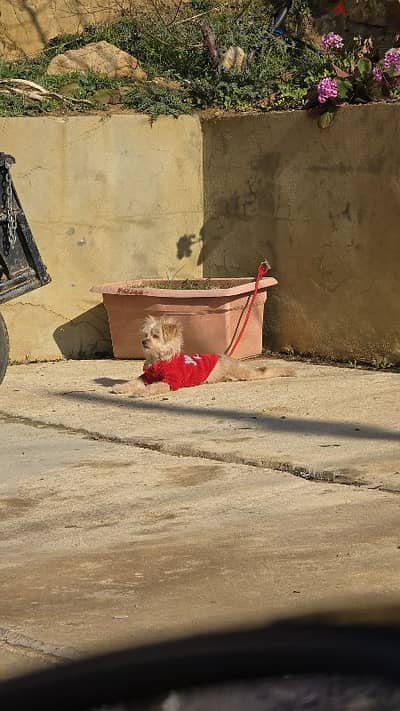 Maltipoo Puppy (Trained and vaccinated)