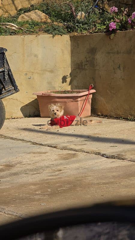 Maltipoo Puppy (Trained and vaccinated) 1