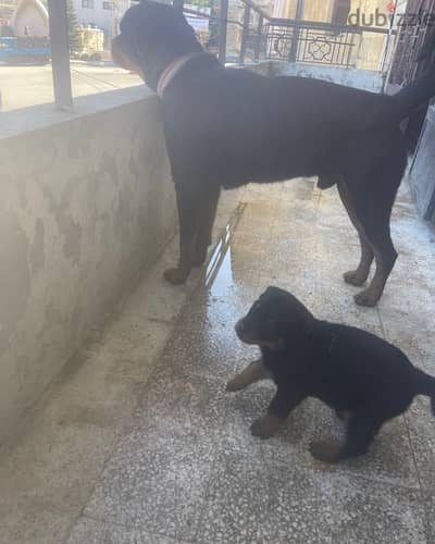 rottweiler puppies