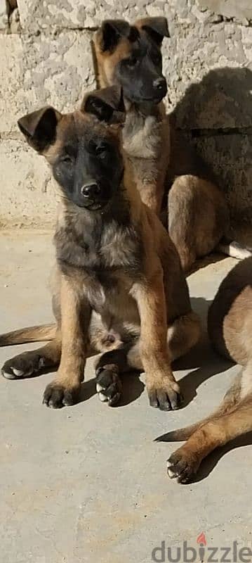 Malinois puppies for adoption 6