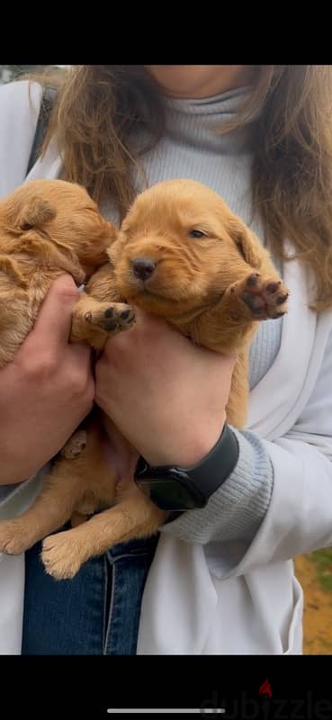 Golden Retriever Puppies Available for Reservation!