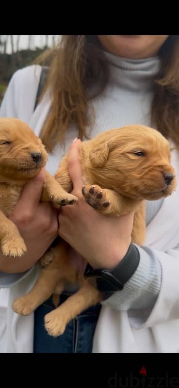 Golden Retriever Puppies Available for Reservation! 1