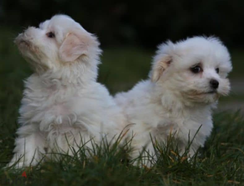 bichon maltais 1