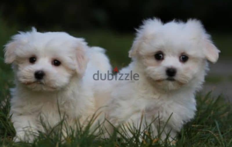 bichon maltais 2