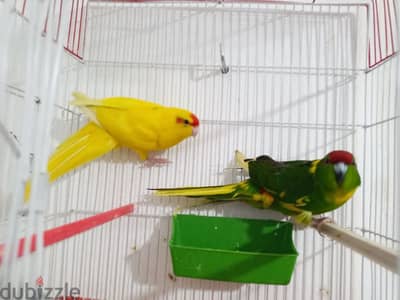 زوج ببغاء كاكاريكي kakariki parrot pair