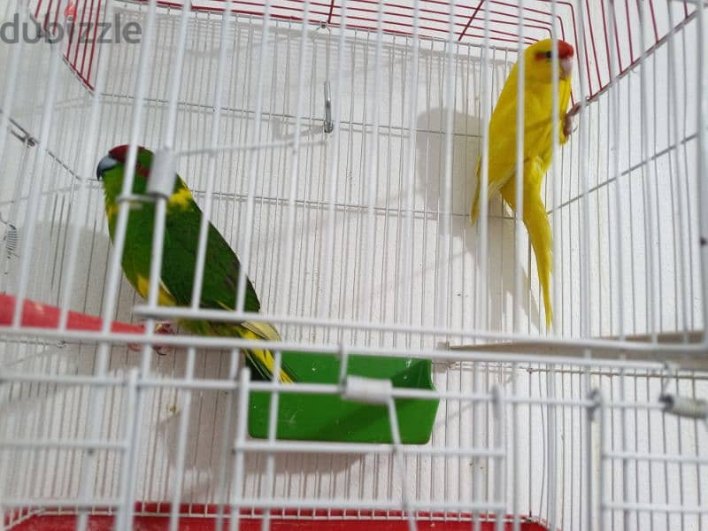 زوج ببغاء كاكاريكي kakariki parrot pair 1