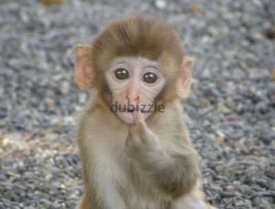 macaque monkey