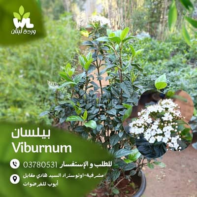 بيلسان | Viburnum