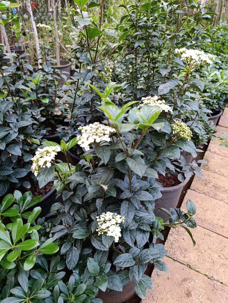 بيلسان | Viburnum 1