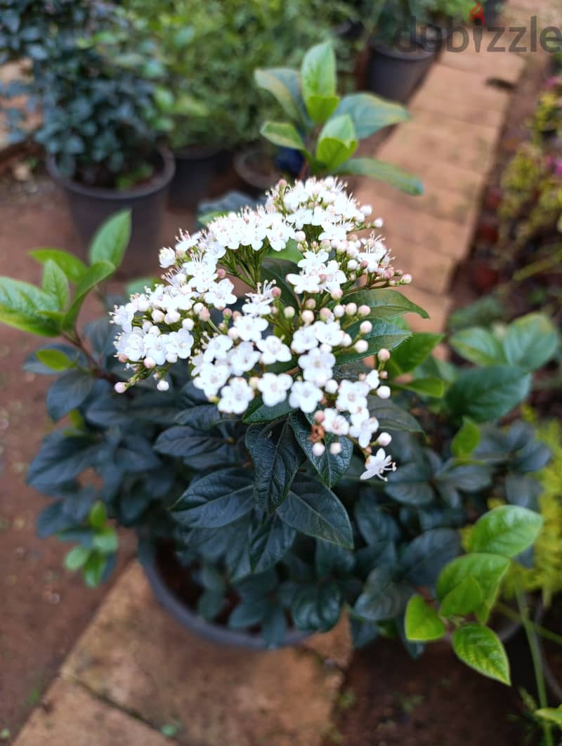 بيلسان | Viburnum 3