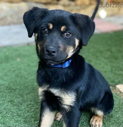 rottweiler puppy