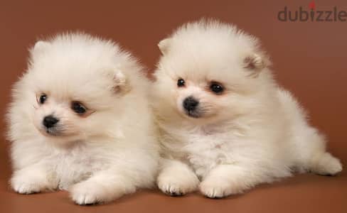 Pomeranian teacup puppies