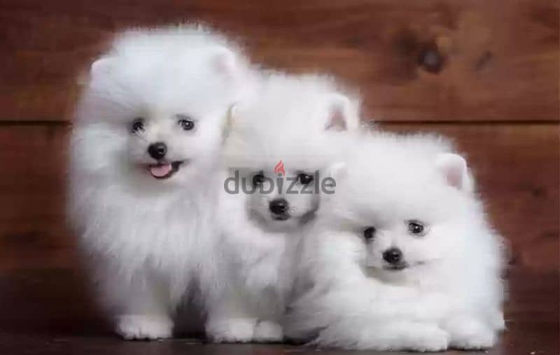 Pomeranian teacup puppies 1