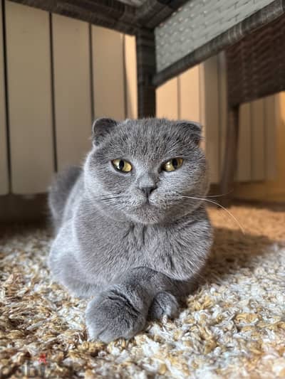 Scottish fold - female