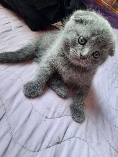 pure British shorthair kitten HIGHT QUALITY