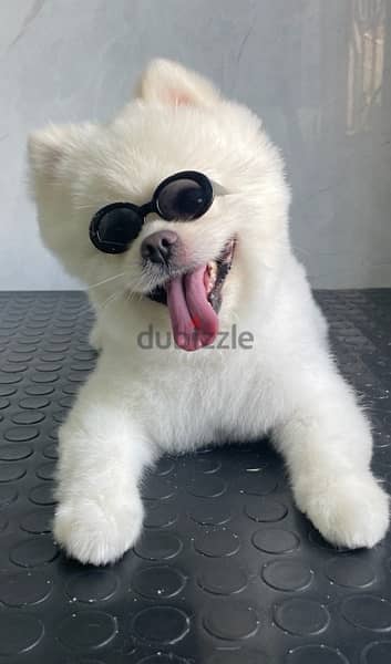 Pomeranian Puppies For Reservation