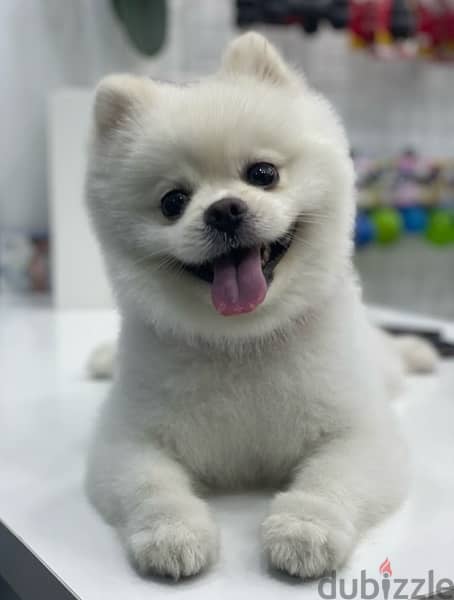 Pomeranian Puppies For Reservation 2