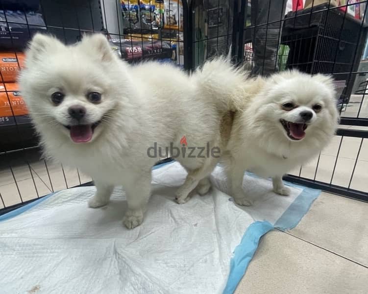 Pomeranian Puppies For Reservation 4