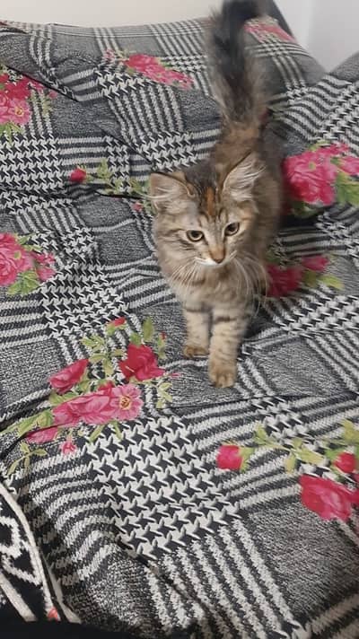 4 month old female kitten