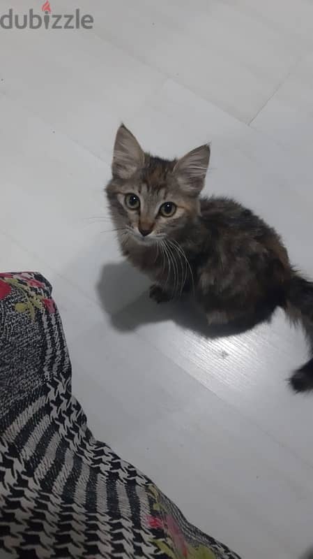 4 month old female kitten 2