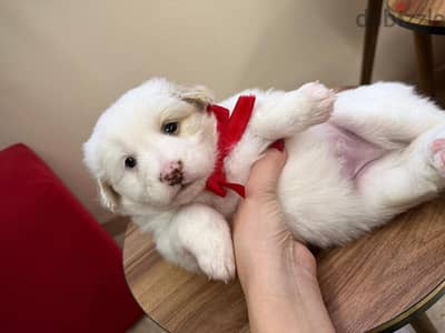 3 puppies bichon malthese