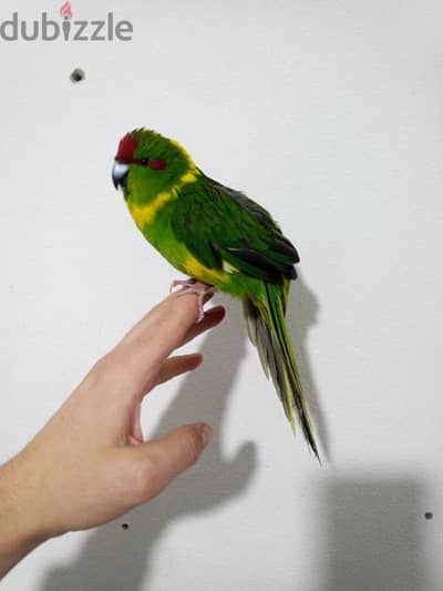 kakariki parrot