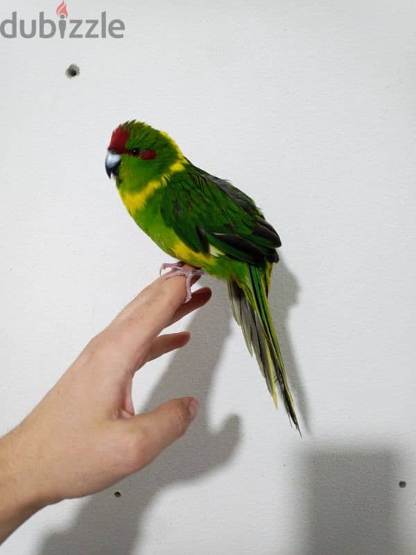 kakariki parrot 0