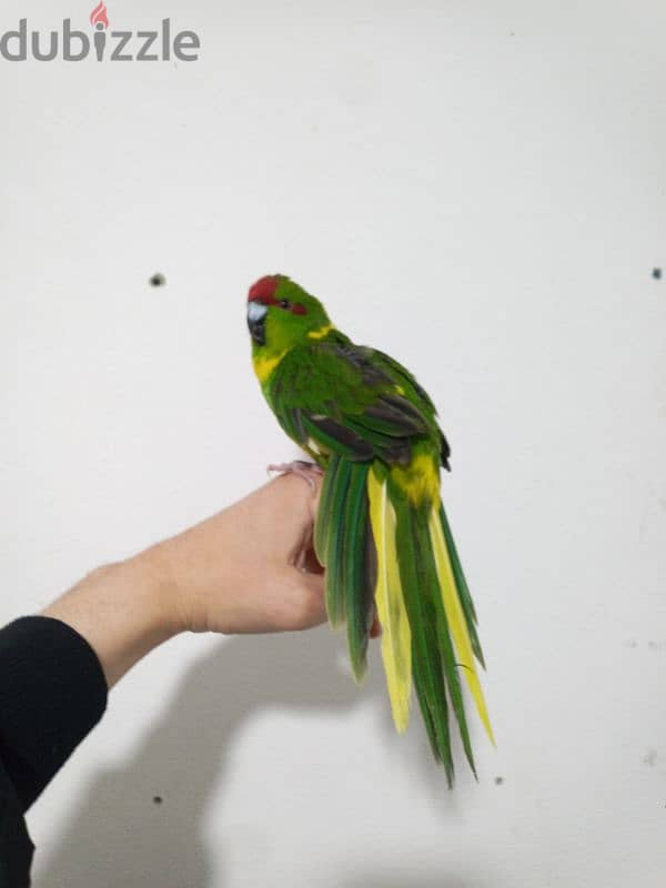 kakariki parrot 2