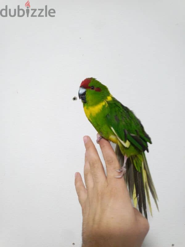 kakariki parrot 3