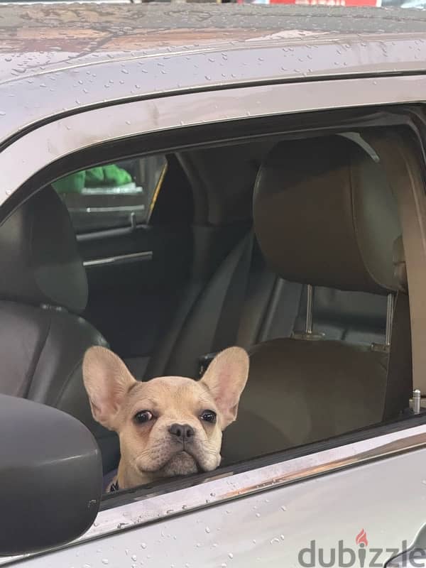 rare color french bulldog 1