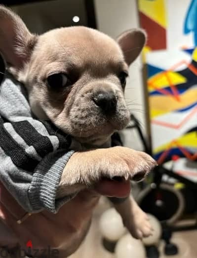 rare color french bulldog