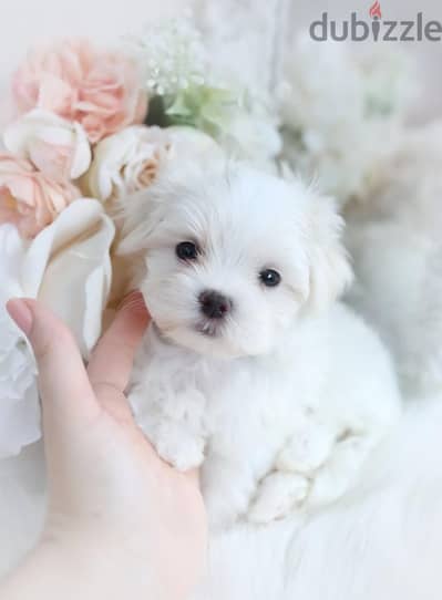 Small Bichon Maltese Puppy Available/ dog كلاب