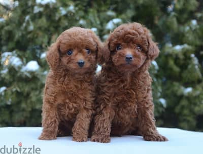 Special Toy Poodle Puppies Available in Store/ dog كلاب