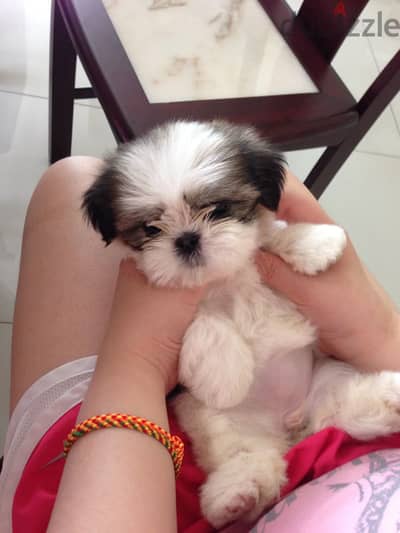 Cute Shih Tzu Puppies Available in Store/ dog كلاب