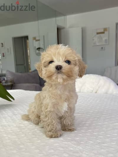 Adorable Maltipoo Small Size Puppy/ dog كلاب