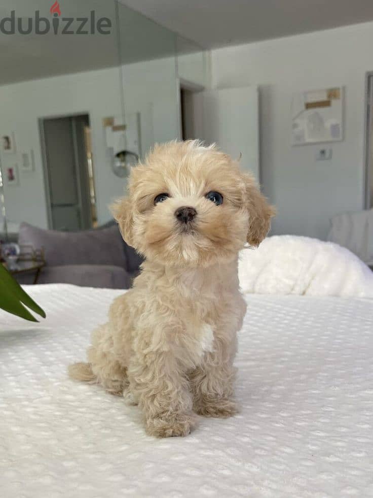 Adorable Maltipoo Small Size Puppy/ dog كلاب 0