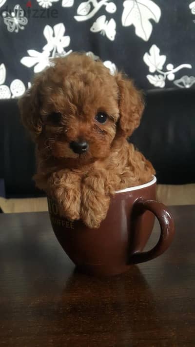 Small Poodle Red Puppies/ dog كلاب