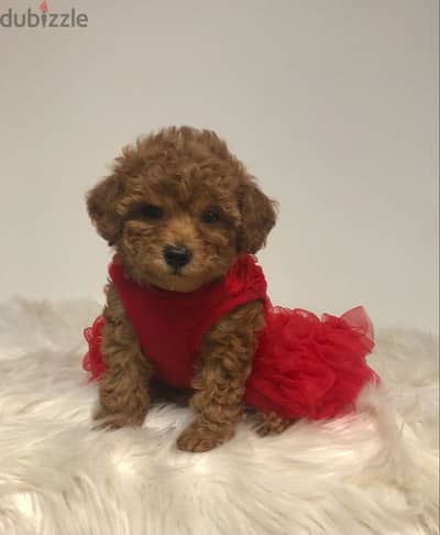 Perfect Poodle Puppies Available/ dog كلاب