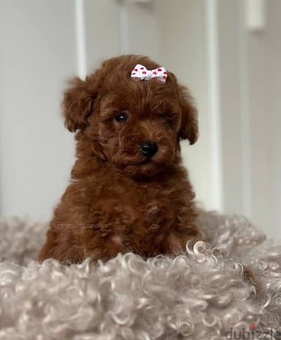 Small Size Poodle Puppies Available now/ dog كلاب