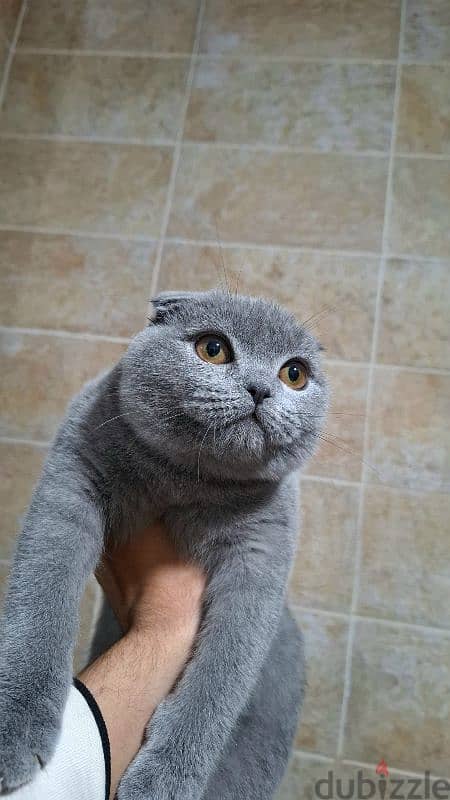 Scottish Fold 2