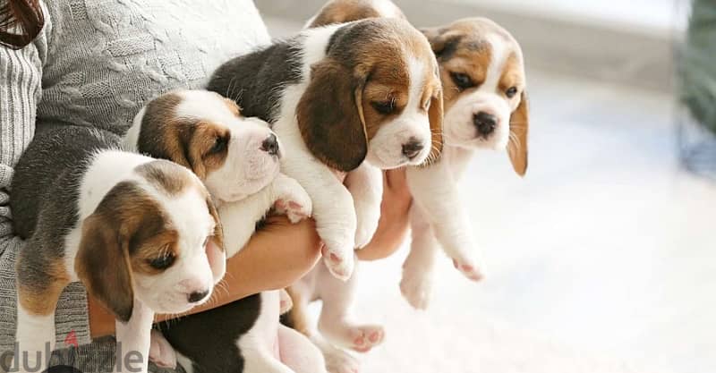 beagle 0