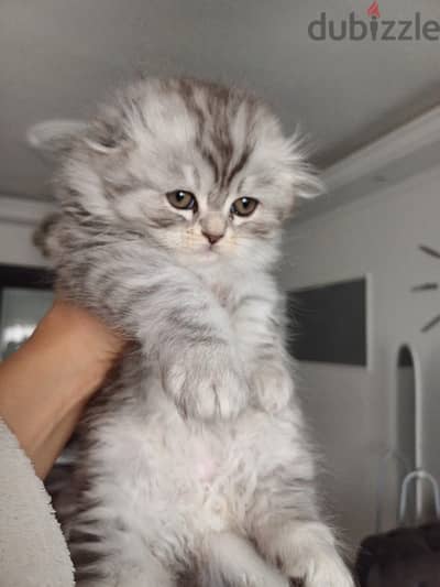 Scottish fold highland