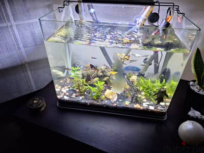 Fish aquarium